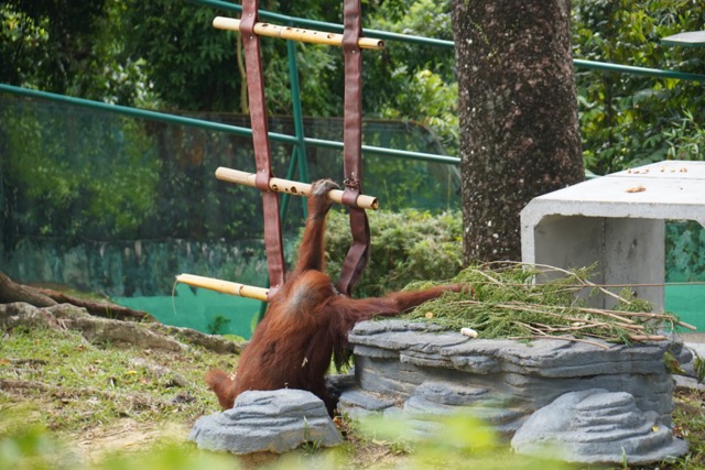 マレーシアのネガラ動物園のオラウータン