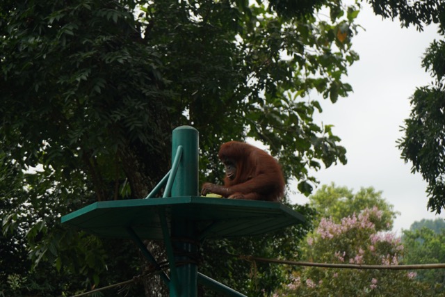マレーシアのネガラ動物園のオラウータン