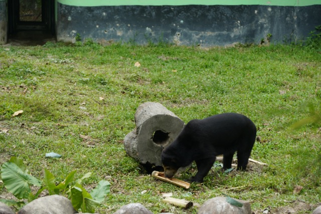 マレーシアのネガラ動物園のマレークマ
