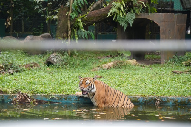 マレーシアのネガラ動物園のマレートラ