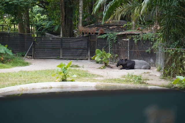 マレーシアのネガラ動物園のマレーバク