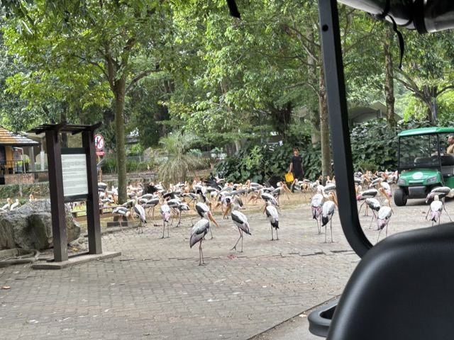 マレーシアのネガラ動物園の鳥